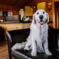Planning a dog friendly staycation